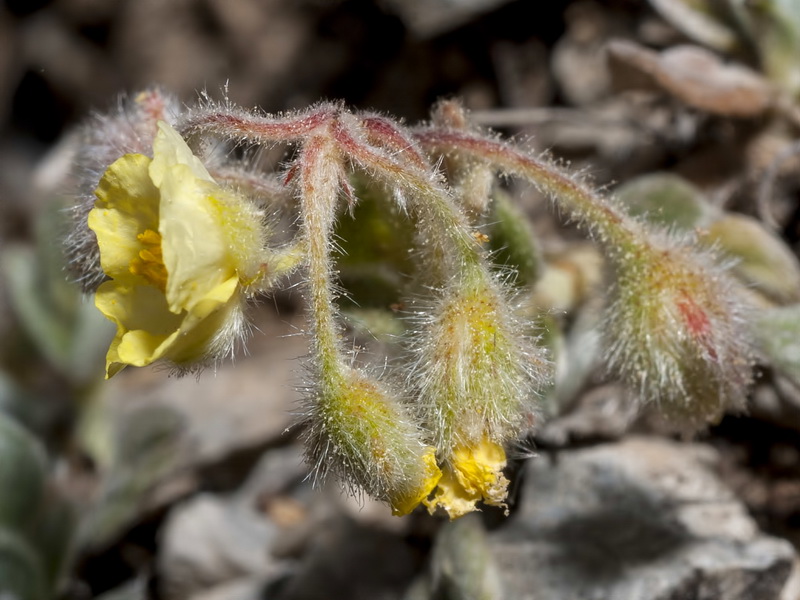 Helianthemum pannosum.18