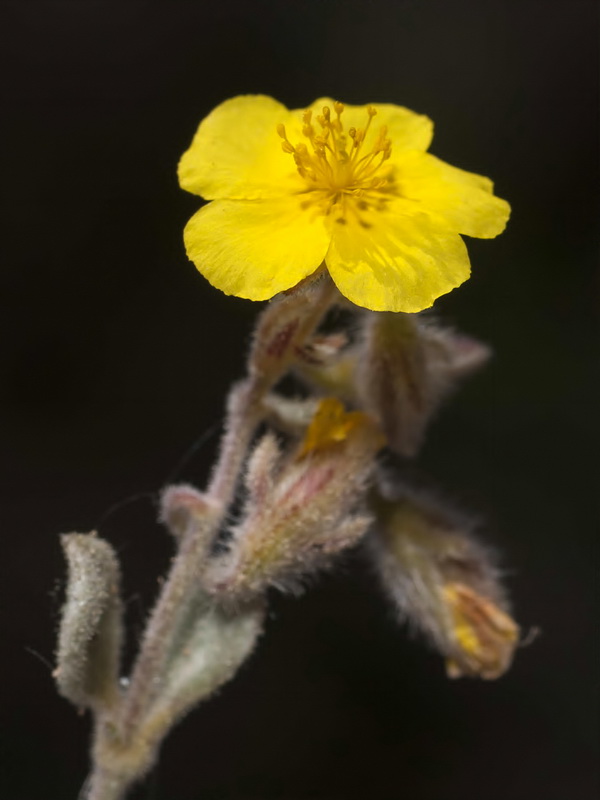 Helianthemum pannosum.26