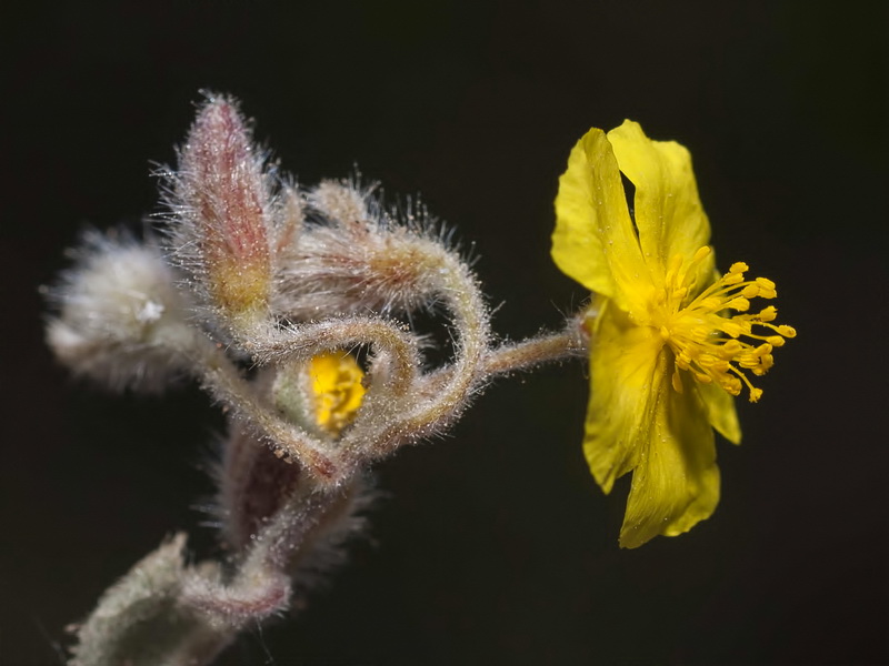 Helianthemum pannosum.27