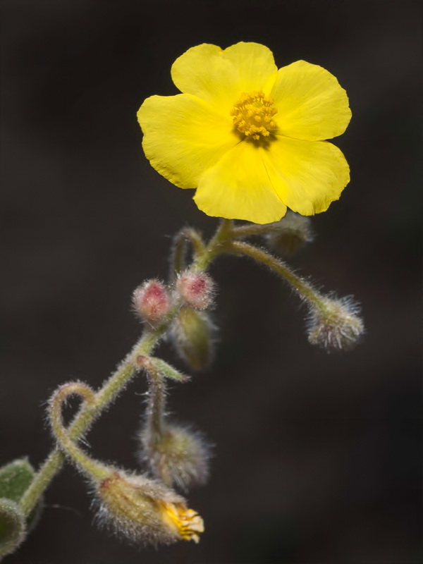 Helianthemum pannosum.28