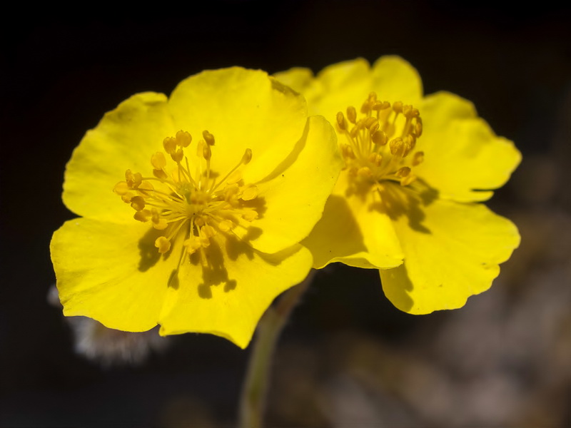 Helianthemum pannosum.30