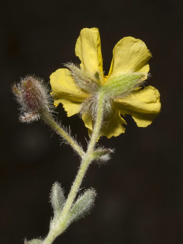 Helianthemum pannosum.33