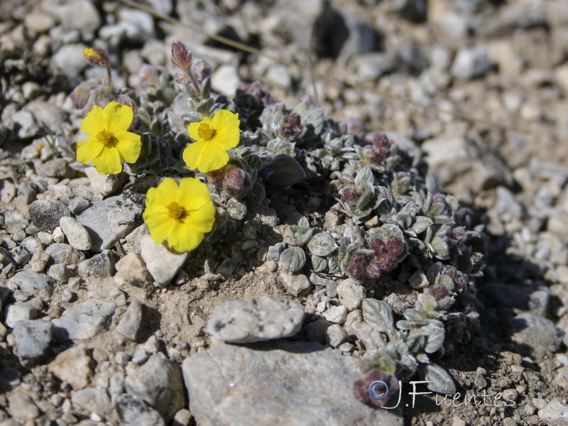 Helianthemum pannosum.35