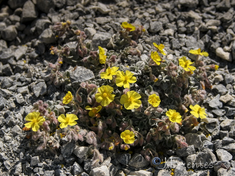 Helianthemum pannosum.37
