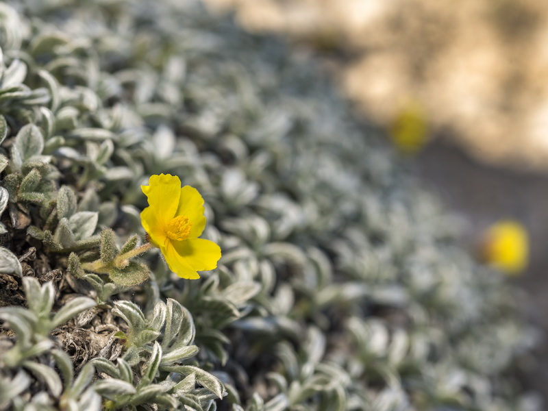 Helianthemum pannosum.43