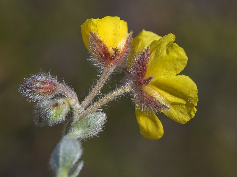 Helianthemum pannosum.51