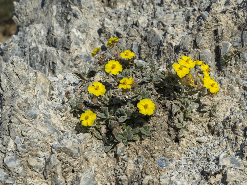 Helianthemum pannosum.55