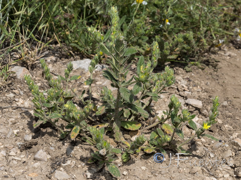 Helianthemum papillare.01