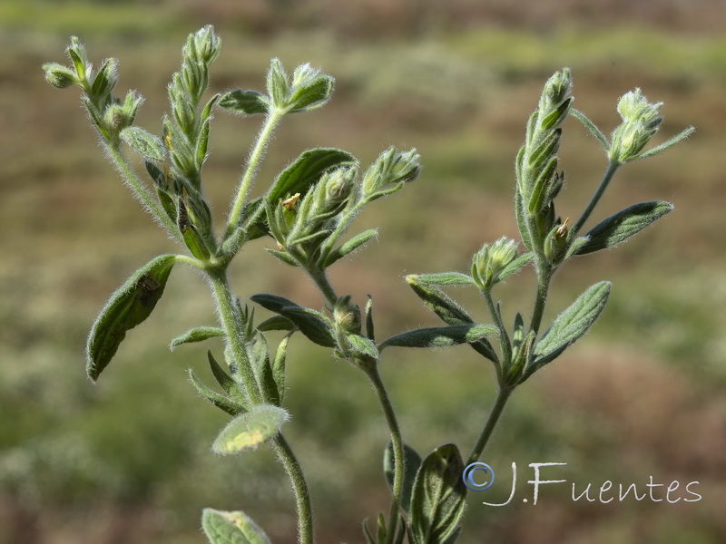 Helianthemum papillare.03