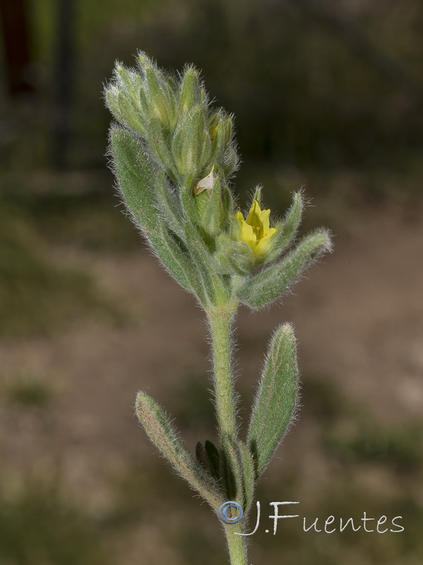 Helianthemum papillare.06