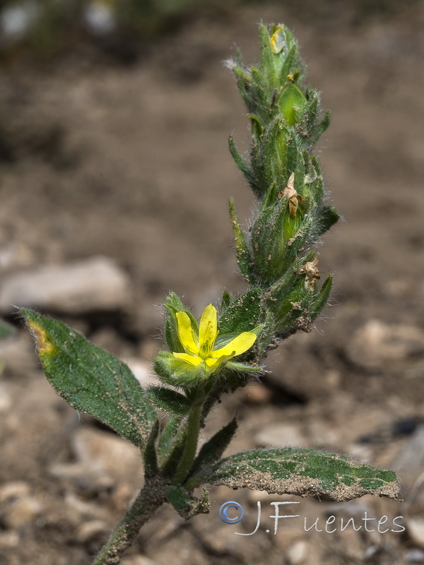 Helianthemum papillare.07