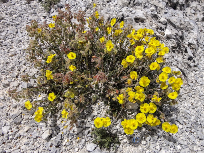 Helianthemum raynaudii.01