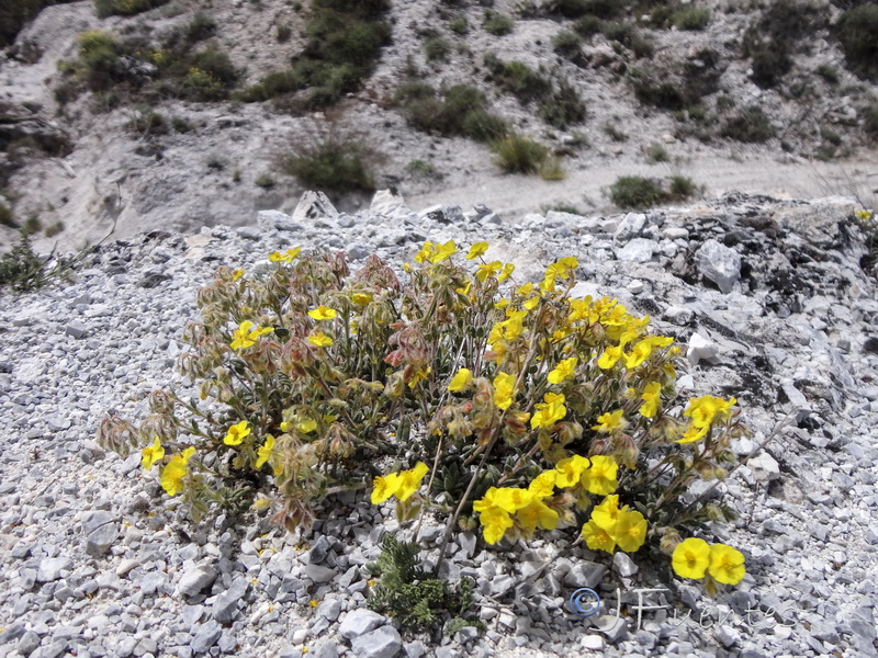 Helianthemum raynaudii.02