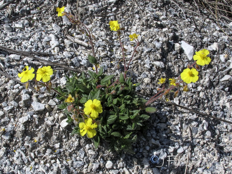 Helianthemum raynaudii.03