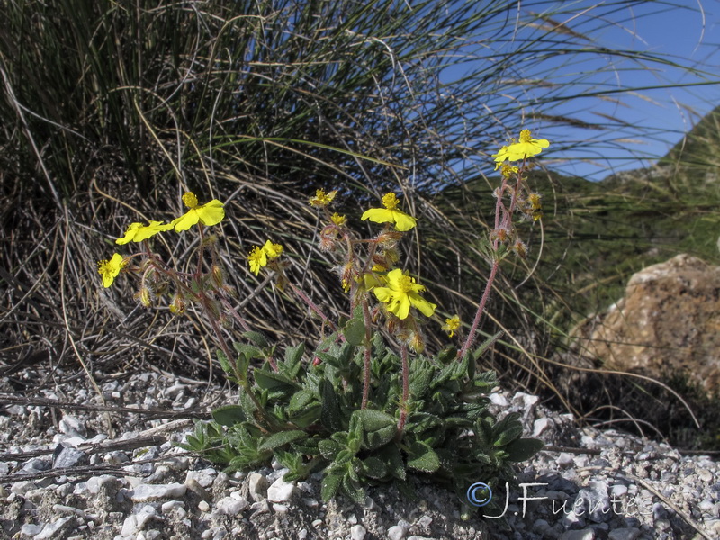 Helianthemum raynaudii.04