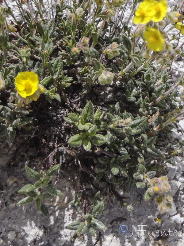 Helianthemum raynaudii.06