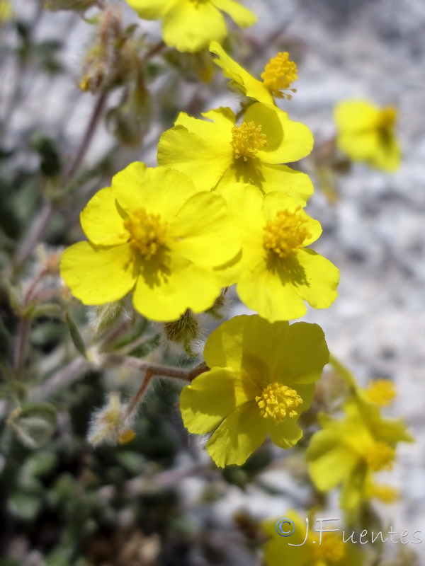 Helianthemum raynaudii.07