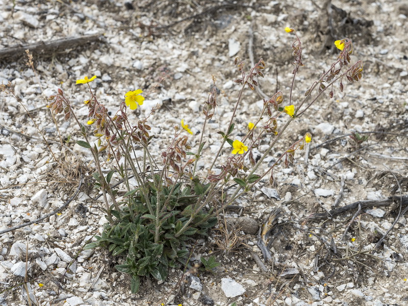 Helianthemum raynaudii.11