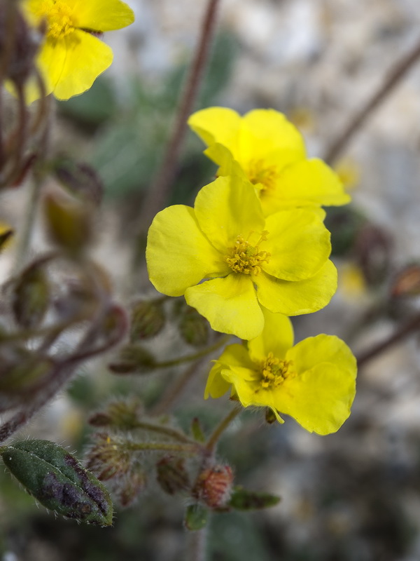 Helianthemum raynaudii.26