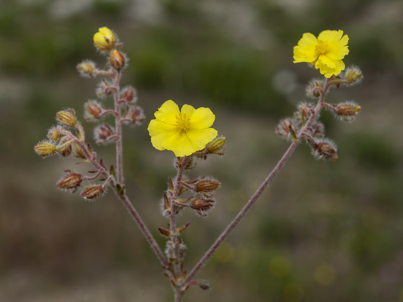 Helianthemum raynaudii.27