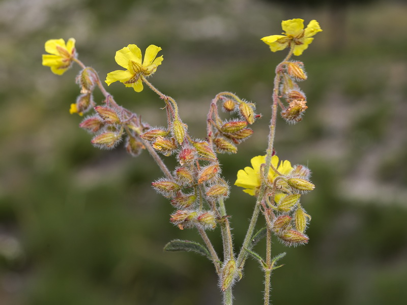 Helianthemum raynaudii.28