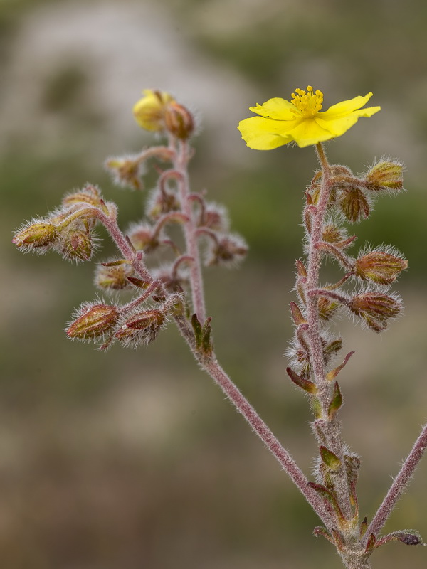 Helianthemum raynaudii.29