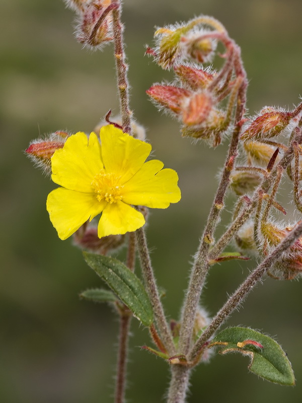 Helianthemum raynaudii.30