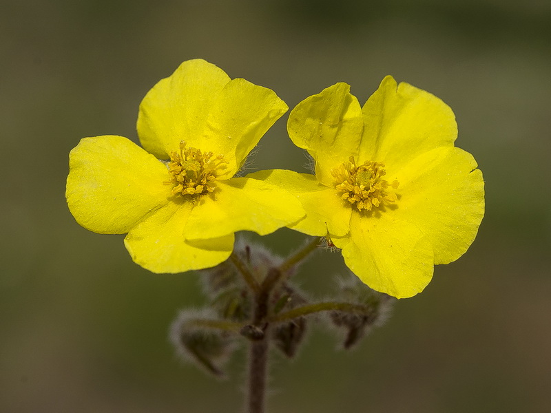 Helianthemum raynaudii.31