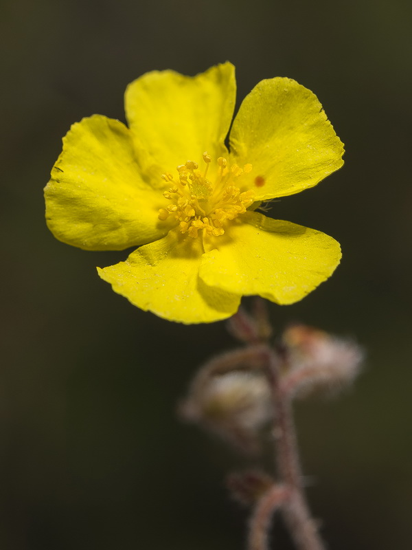 Helianthemum raynaudii.34