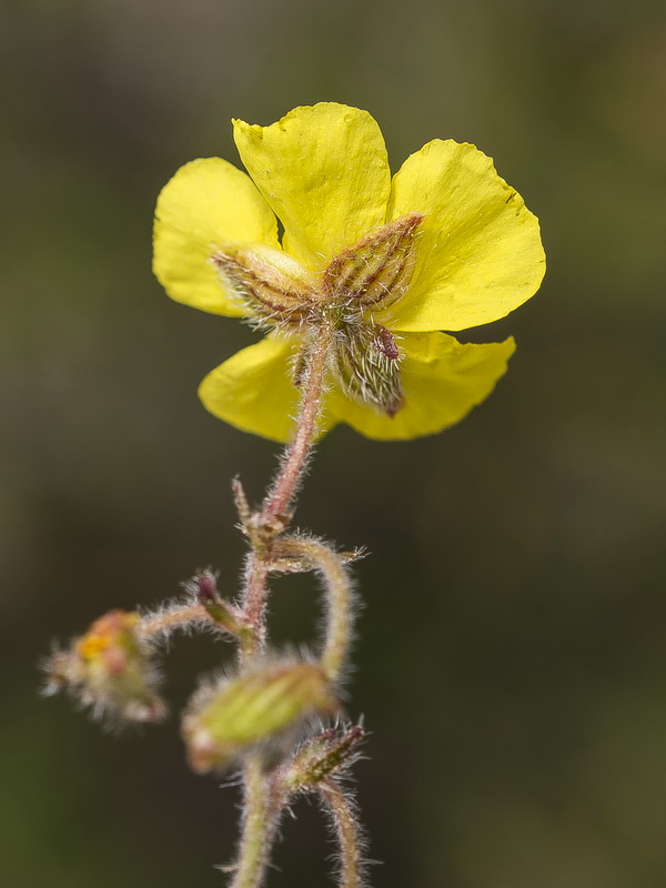 Helianthemum raynaudii.36