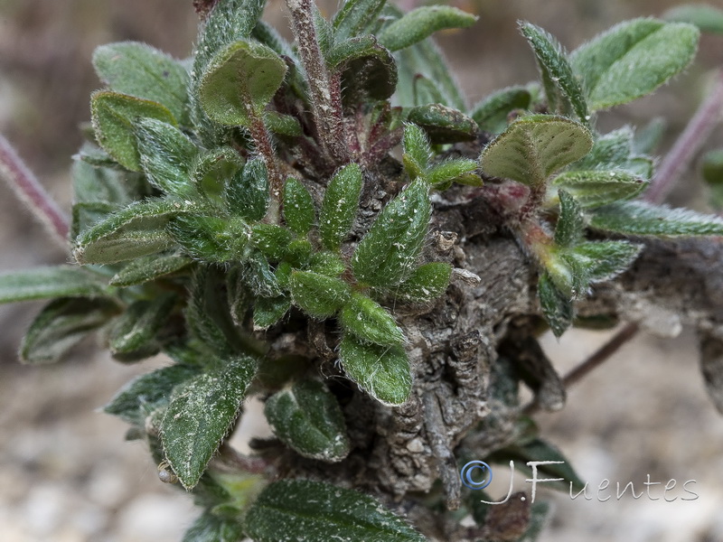 Helianthemum raynaudii.38