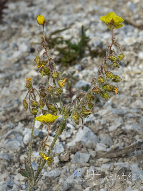 Helianthemum raynaudii.39