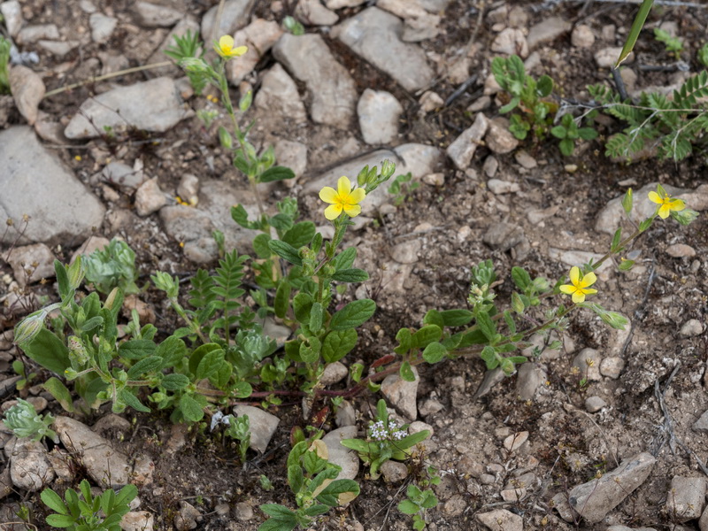 Helianthemum salicifolium.01