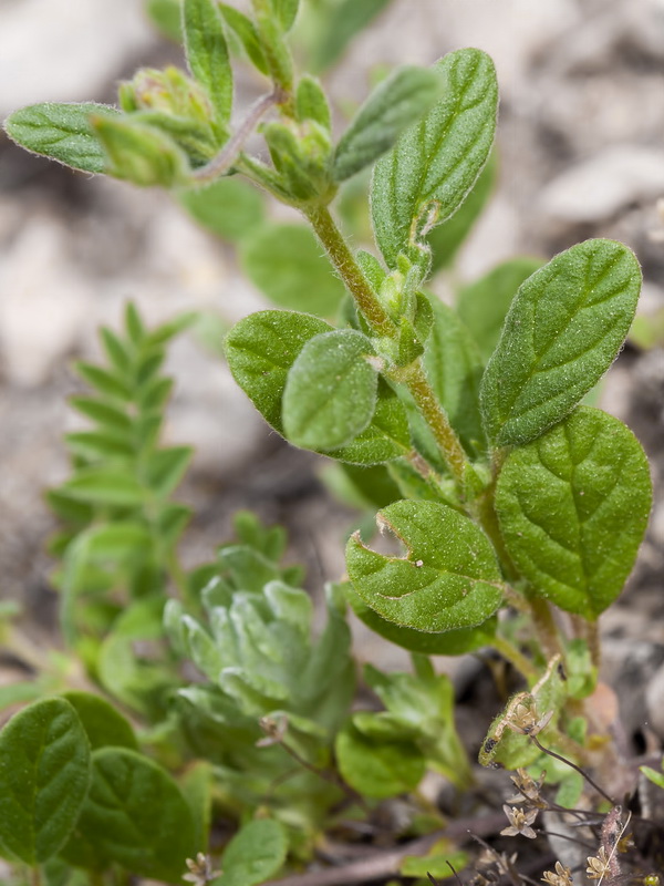 Helianthemum salicifolium.02