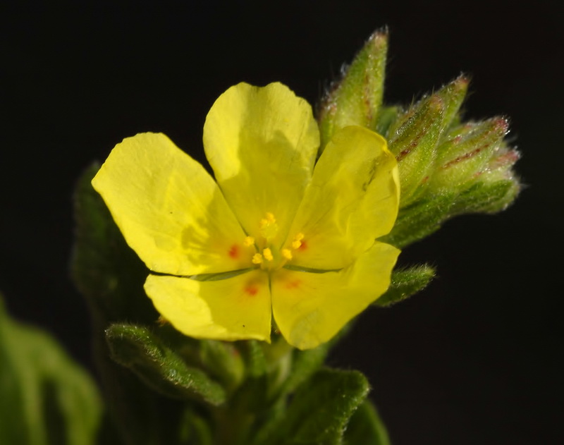 Helianthemum salicifolium.09