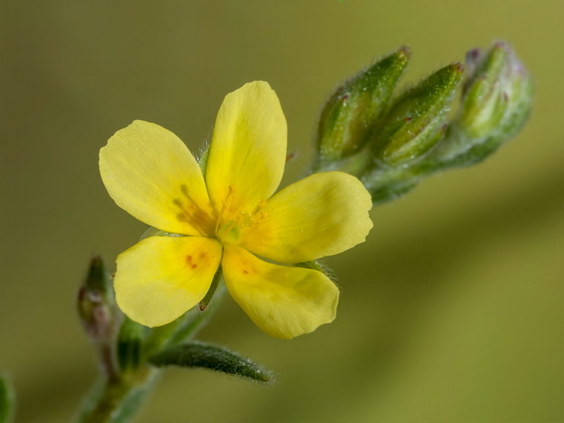 Helianthemum salicifolium.13