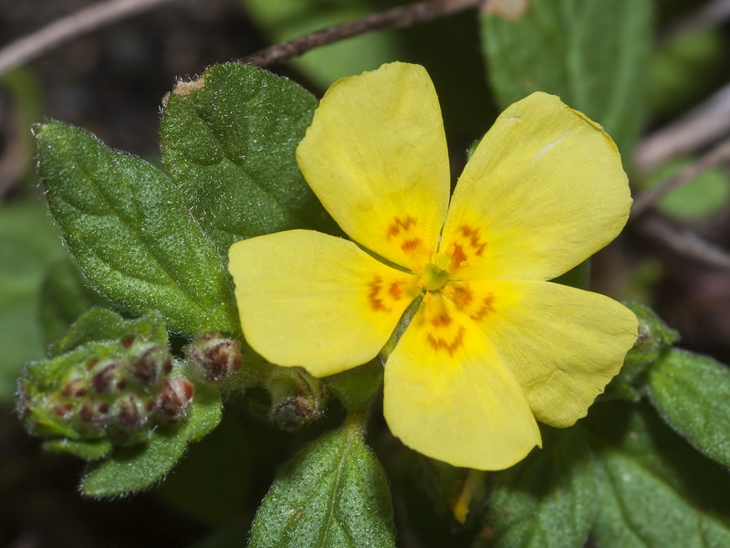 Helianthemum salicifolium.14