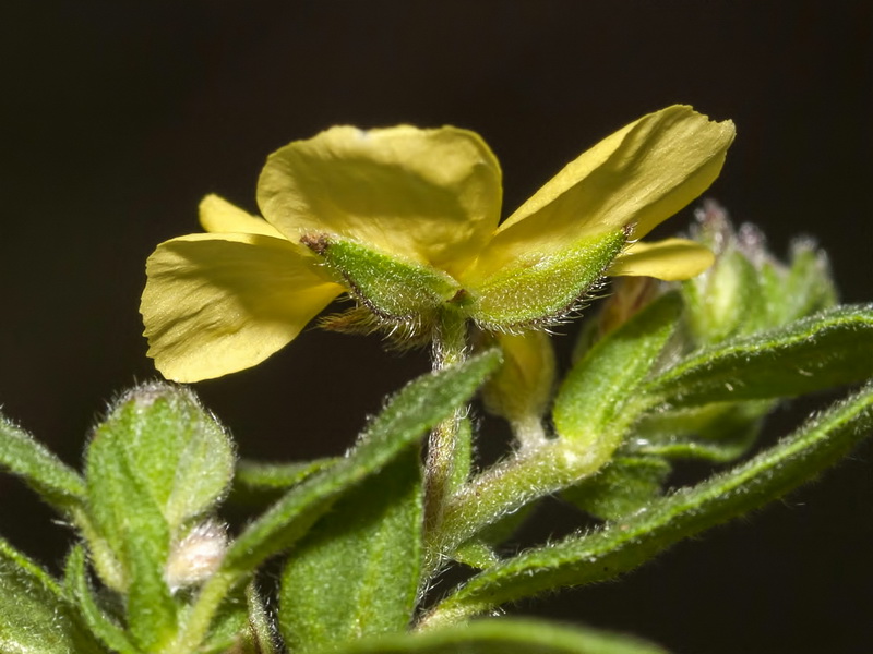 Helianthemum salicifolium.21