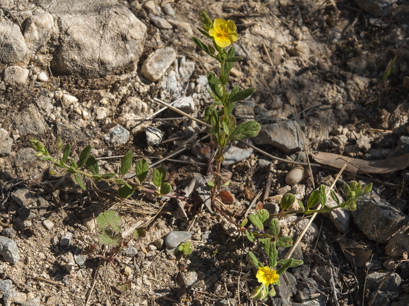 Helianthemum salicifolium.22