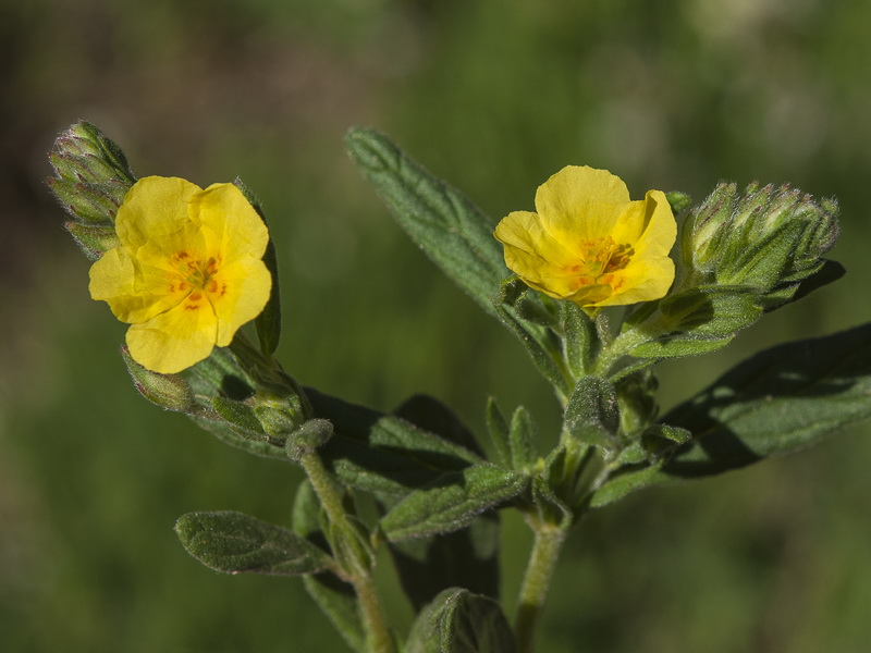Helianthemum salicifolium.27