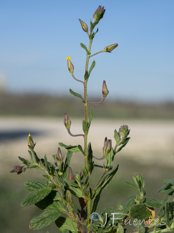 Helianthemum salicifolium.28