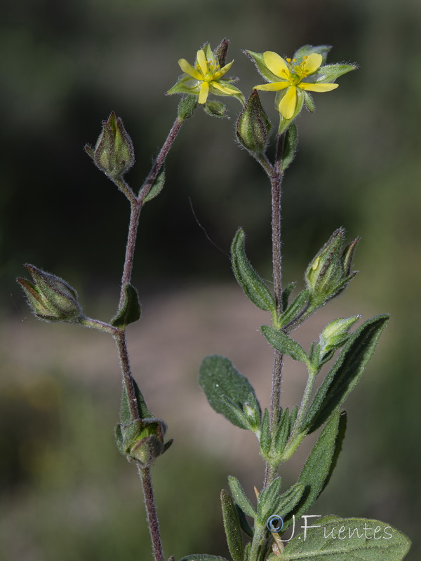 Helianthemum salicifolium.25