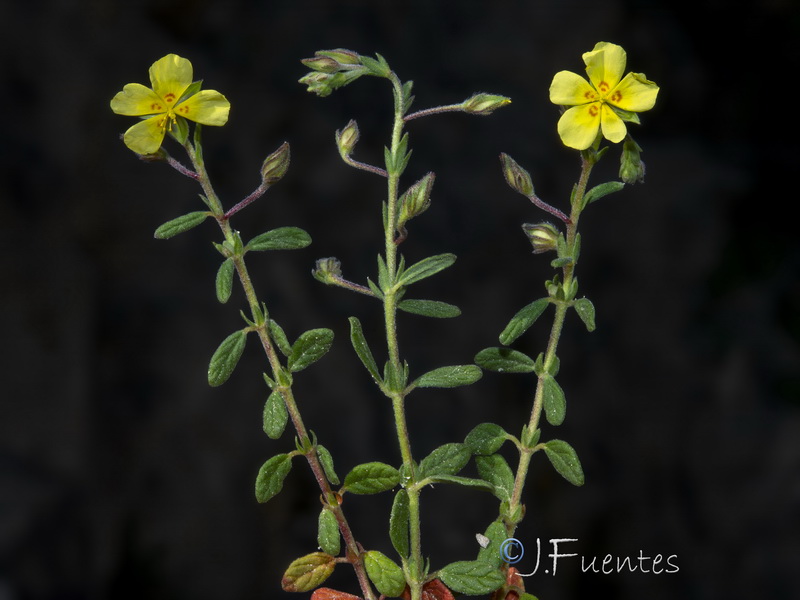 Helianthemum salicifolium.34