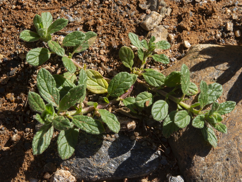 Helianthemum salicifolium.35