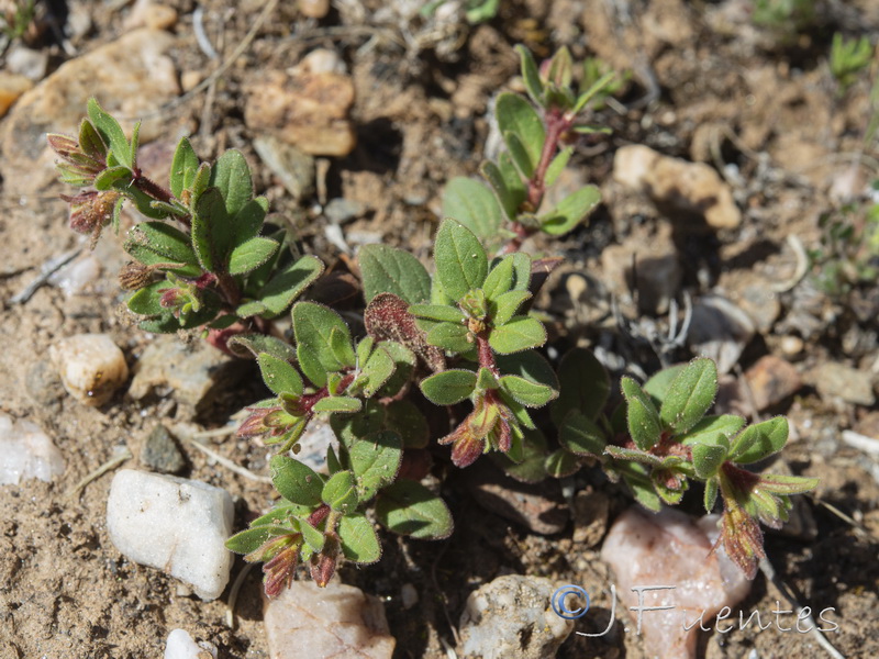 Helianthemum sanguineum.03