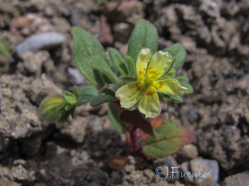 Helianthemum sanguineum.04