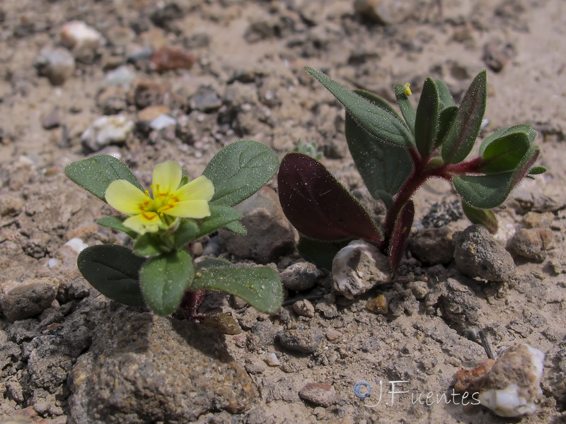 Helianthemum sanguineum.05