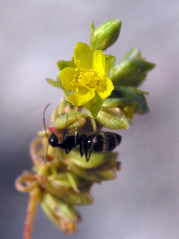 Helianthemum squamatum.07