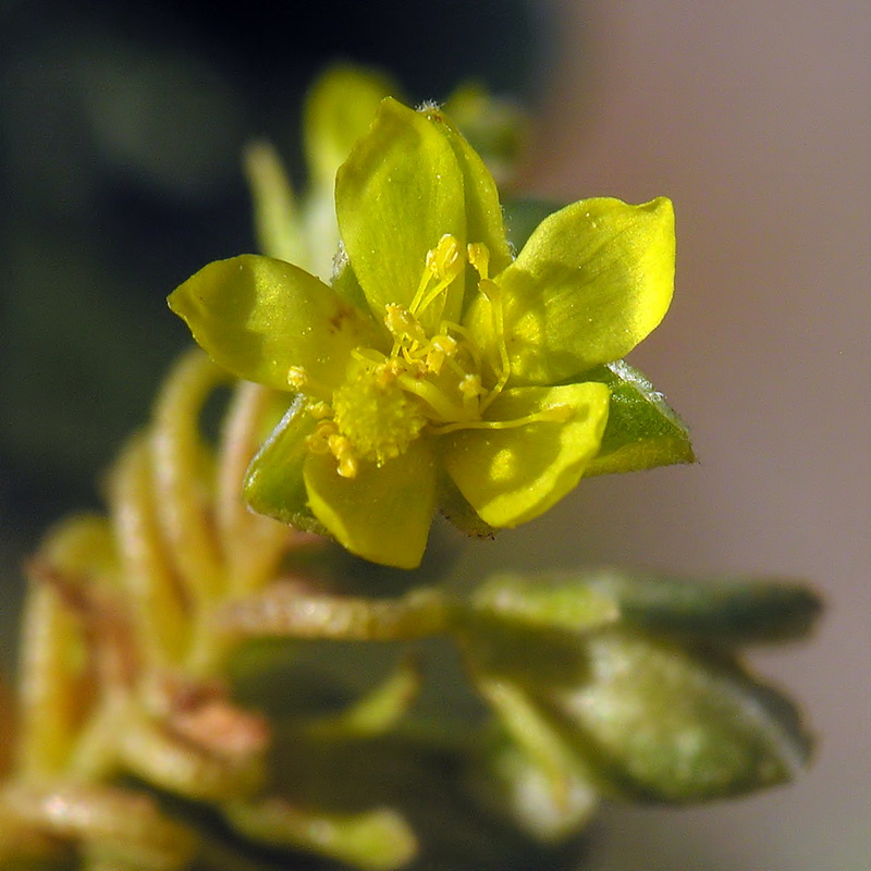 Helianthemum squamatum.09