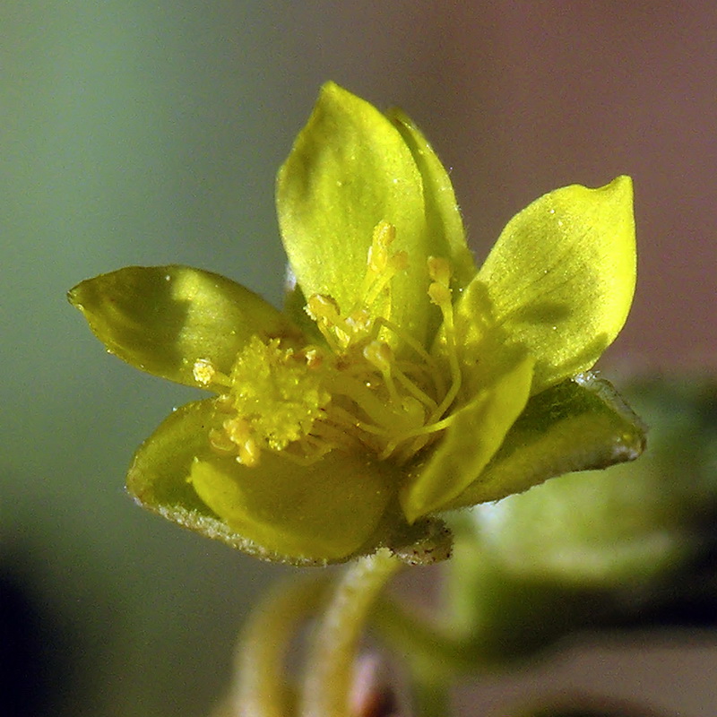 Helianthemum squamatum.10